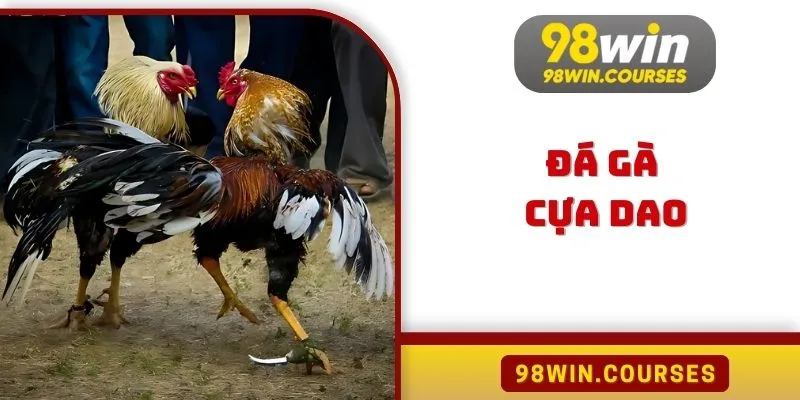 Đá Gà Cựa Dao